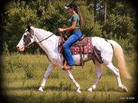 Cheval, National Show Horse — photo 4