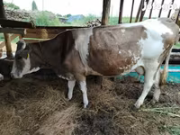 गाय, Simmental cattle — फ़ोटो 6