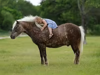 Cheval, Chevaux — photo 1