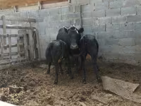 Cow, Latvian Blue cattle — photo 2