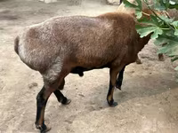 公羊, Sheep — 照片 8