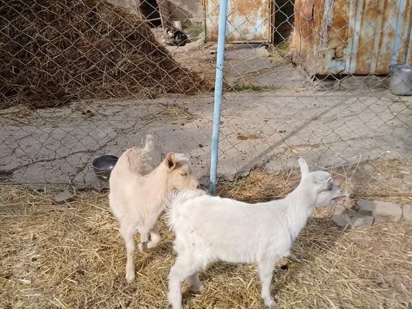 母山羊, Saanen goat