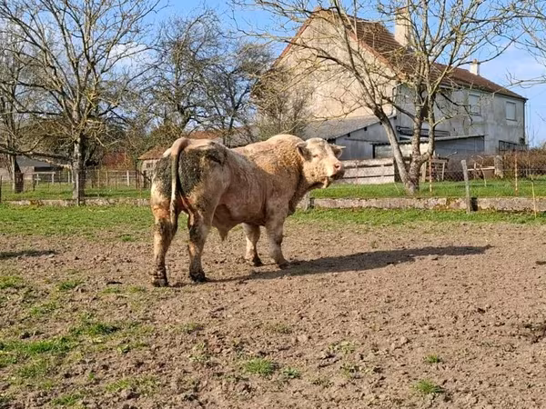 Taureau, Charolais cattle — France