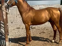 Horse (M), Russian Don — photo 1