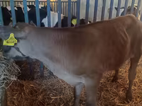 सांड, Simmental cattle — फ़ोटो 5