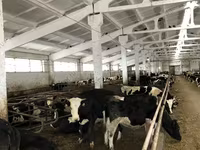 Vache, Yaroslavl cattle — photo 6