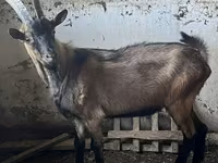 Boucs, Oberhasli goats — photo 1