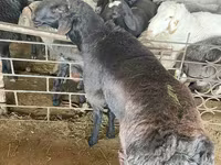 كبش, الأغنام — الصورة 1