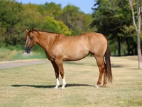 فرس, Quarter Horse — الصورة 2