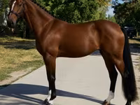 Mare, Hanoverian — photo 3