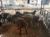 Bélier, Moutons — photo 6