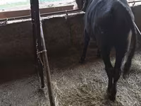 Toro, Ganado vacuno — foto 2