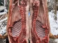Чочколор (партия, жынысы көрсөтүлгөн эмес) — сүрөт 1