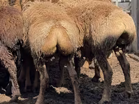 मेढ़ा, Arashan sheep — फ़ोटो 4