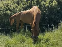 Кобила, Polish pony — фото 7