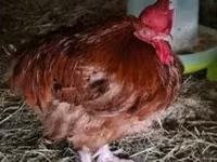 Chickens — photo 3