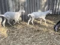 Boucs, Alpine goat — photo 5