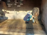 Krava, Latvian Blue cattle — foto 1