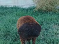 Bélier, Qashqai sheep — photo 3