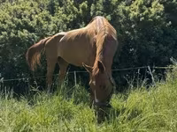Égua, Polish pony — foto 7