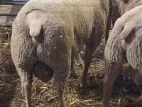 Widder, Charollais sheep — Foto 2