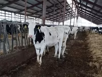 Vache, Yaroslavl cattle — photo 2