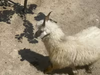 Goat, Angora goats — photo 1