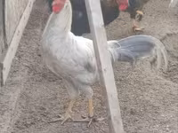 Chickens — zdjęcie 2