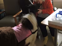 Mare, Miniature horse — photo 8
