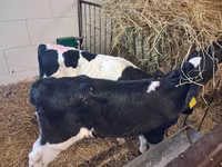 Taureau, Simmental cattle — photo 7