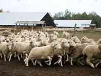 كبش, Suffolk sheep — الصورة 2