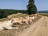 Vache, Blonde d’Aquitane cattle — photo 3
