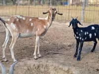 Goat, Nubian Goat — photo 1