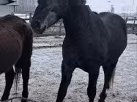 Cheval, Lipizzaner — photo 3
