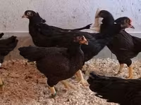 Chickens — zdjęcie 6