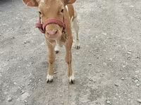 Vache, Vache rouge sans cornes — photo 3