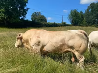 Taureau, Charolais cattle — photo 5