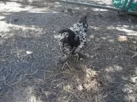 Chickens — الصورة 5
