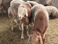 Bélier, Moutons — photo 3