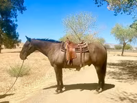 Hengst, Quarter Horse — Foto 4