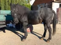 Cavalo, Cavalos — foto 3