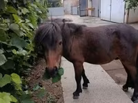 घोड़ा, Shetland Pony — फ़ोटो 6