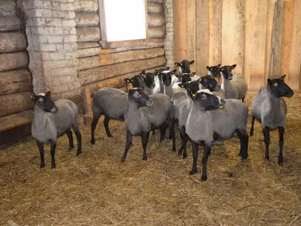Widder, Romanov sheep