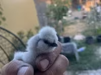Silkie — foto 6