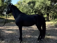 Konie (partia, płeć nieokreślona), American shetland pony — zdjęcie 7