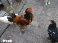 Chickens — zdjęcie 5