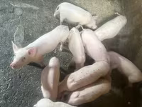 मादा सूअर, Датский ландрас — फ़ोटो 2