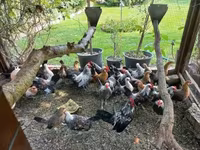 Holandský bantam — foto 2