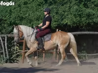 Mare, Haflinger — photo 2
