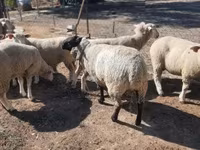 公羊, Ile-de-France sheep — 照片 4